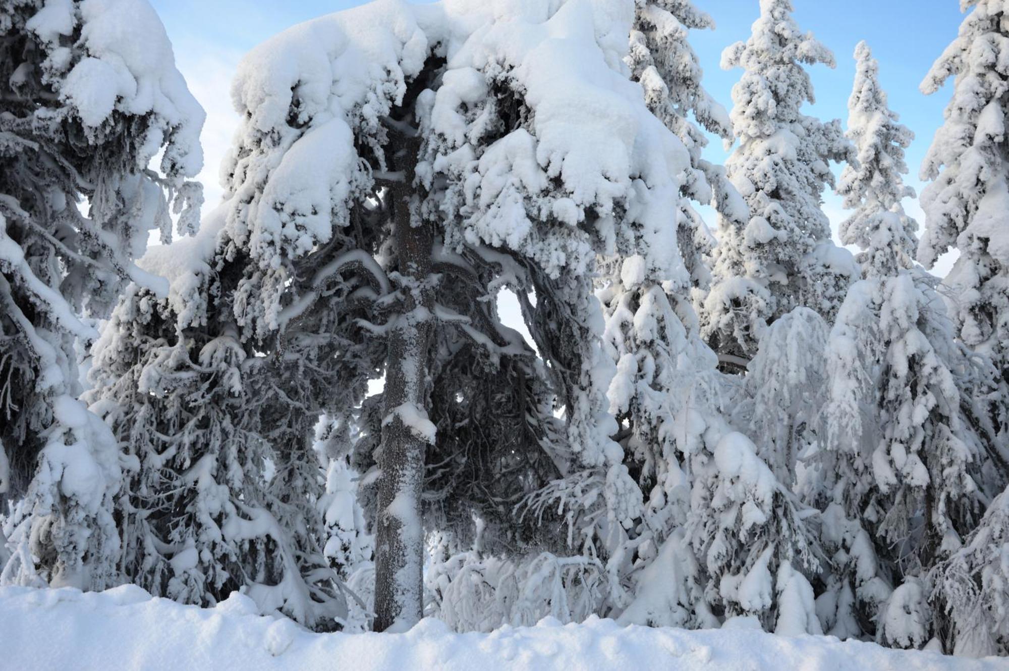 12 - Fulufjellets Nasjonalparker - Natur-, Dyre- Og Fugleopplevelser Ljørdal 外观 照片