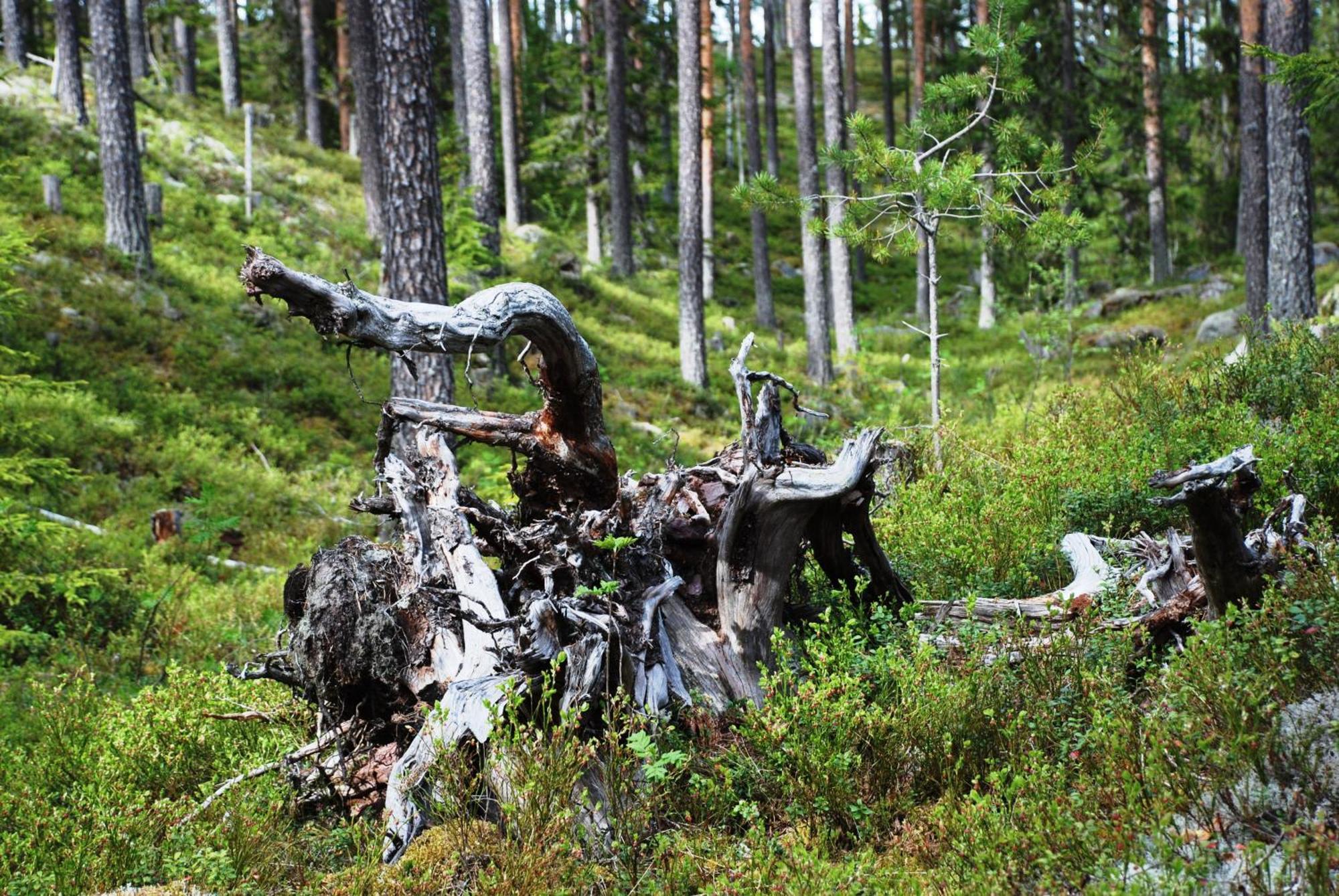 12 - Fulufjellets Nasjonalparker - Natur-, Dyre- Og Fugleopplevelser Ljørdal 外观 照片