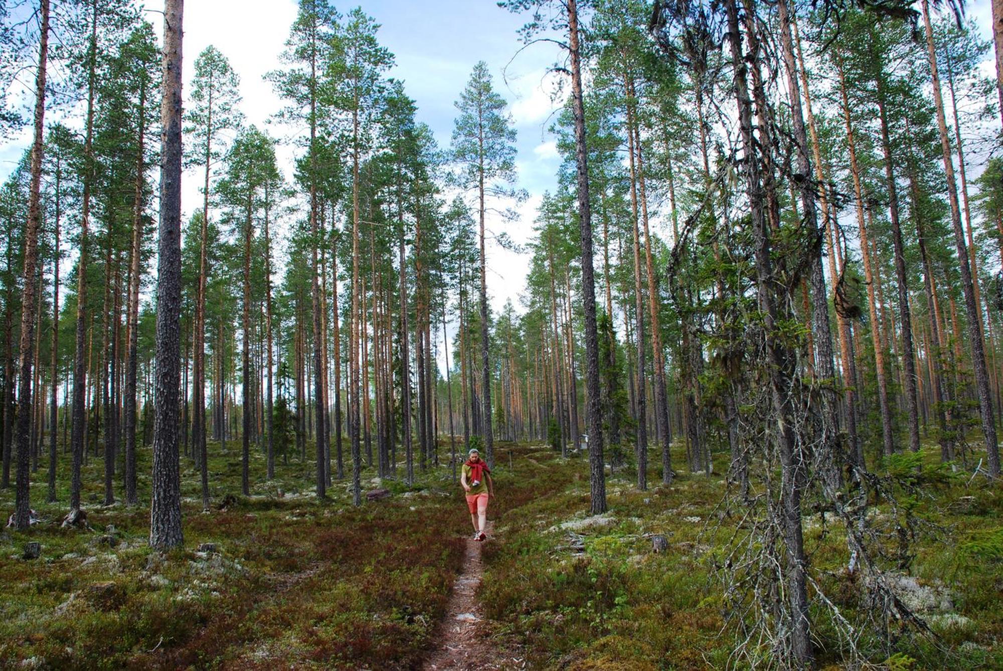 12 - Fulufjellets Nasjonalparker - Natur-, Dyre- Og Fugleopplevelser Ljørdal 外观 照片