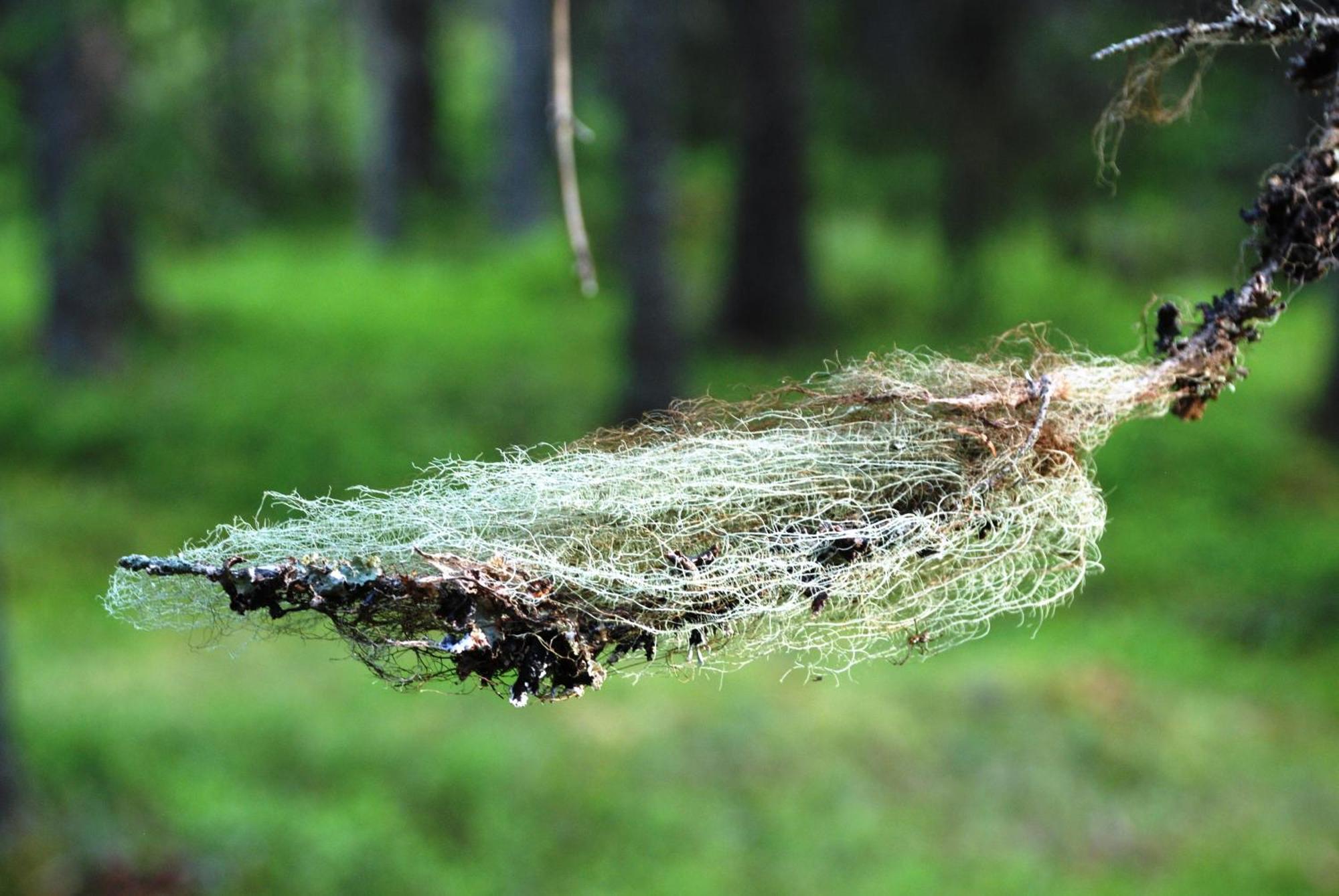 12 - Fulufjellets Nasjonalparker - Natur-, Dyre- Og Fugleopplevelser Ljørdal 外观 照片