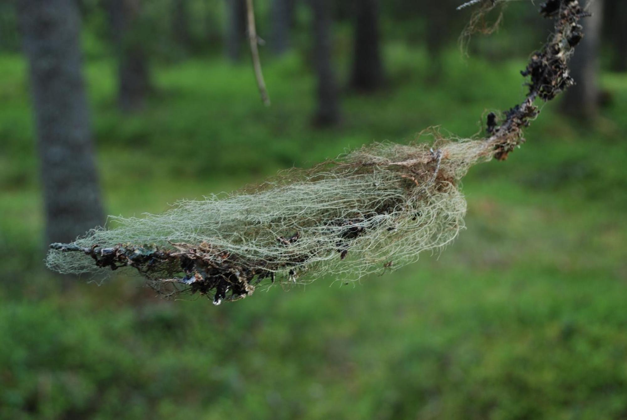 12 - Fulufjellets Nasjonalparker - Natur-, Dyre- Og Fugleopplevelser Ljørdal 外观 照片