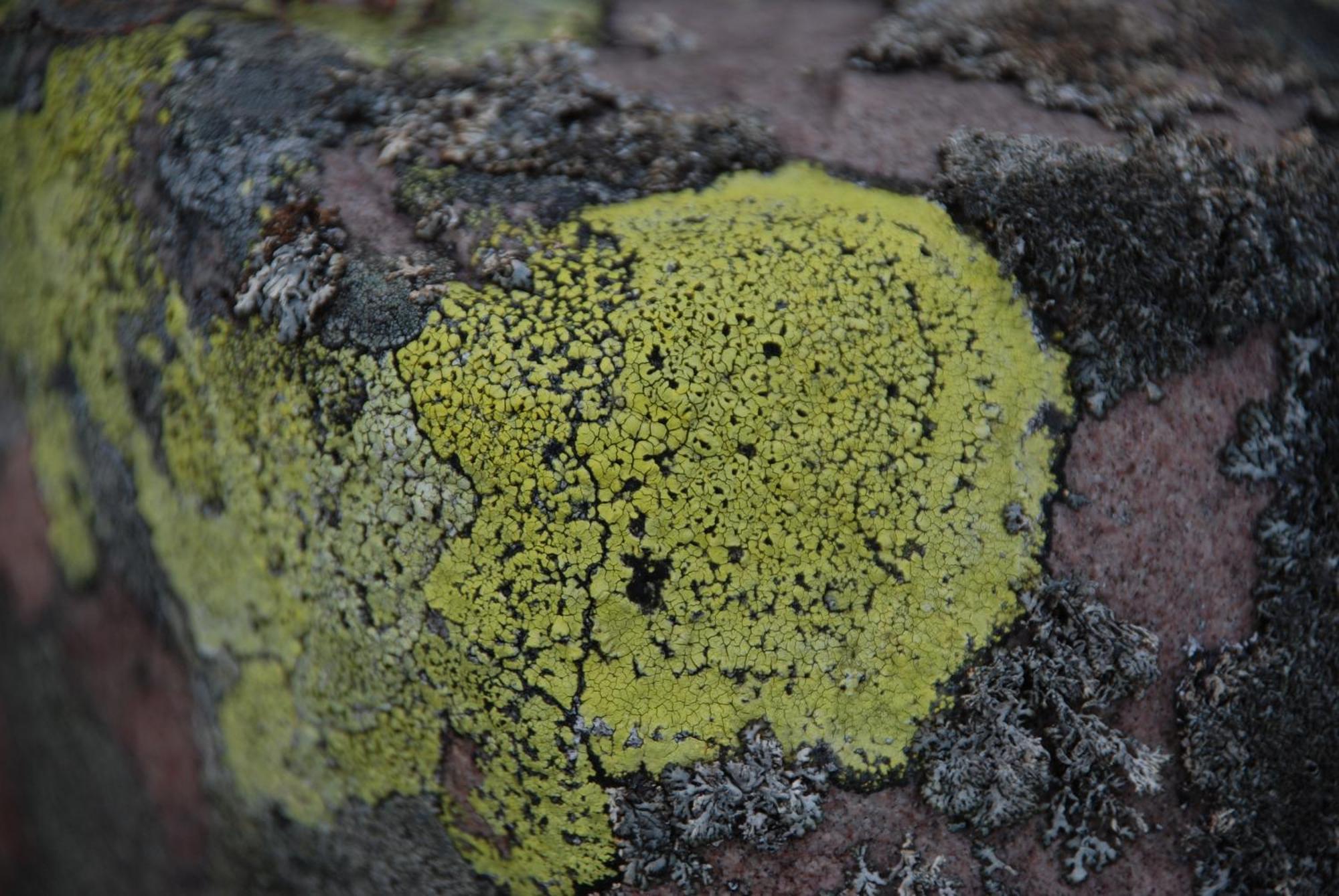12 - Fulufjellets Nasjonalparker - Natur-, Dyre- Og Fugleopplevelser Ljørdal 外观 照片