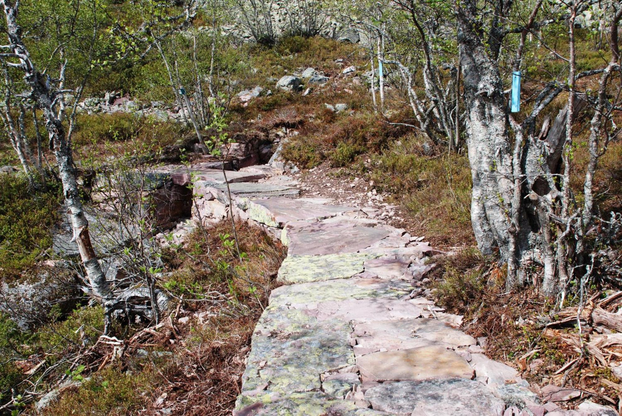 12 - Fulufjellets Nasjonalparker - Natur-, Dyre- Og Fugleopplevelser Ljørdal 外观 照片