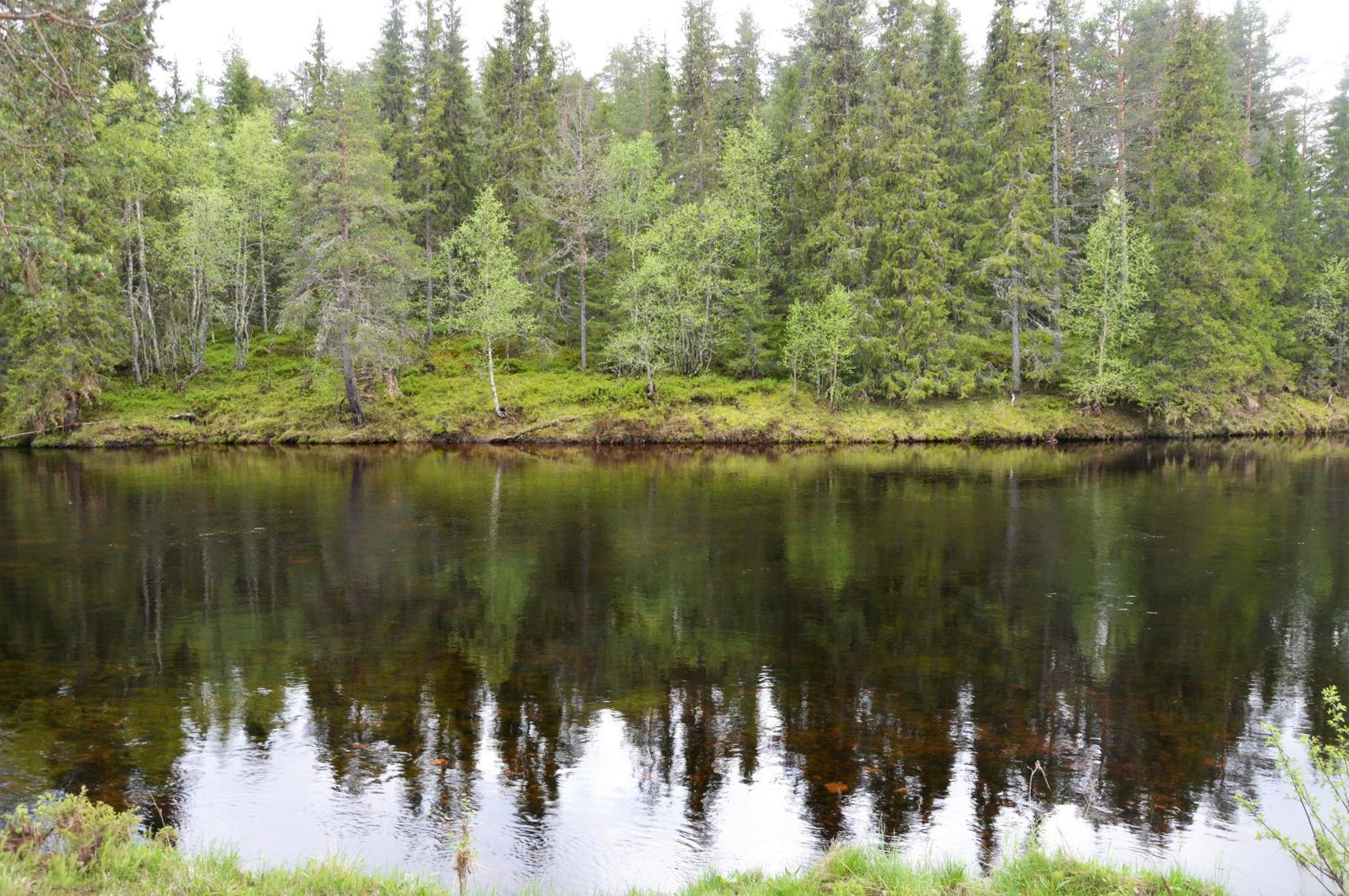 12 - Fulufjellets Nasjonalparker - Natur-, Dyre- Og Fugleopplevelser Ljørdal 外观 照片